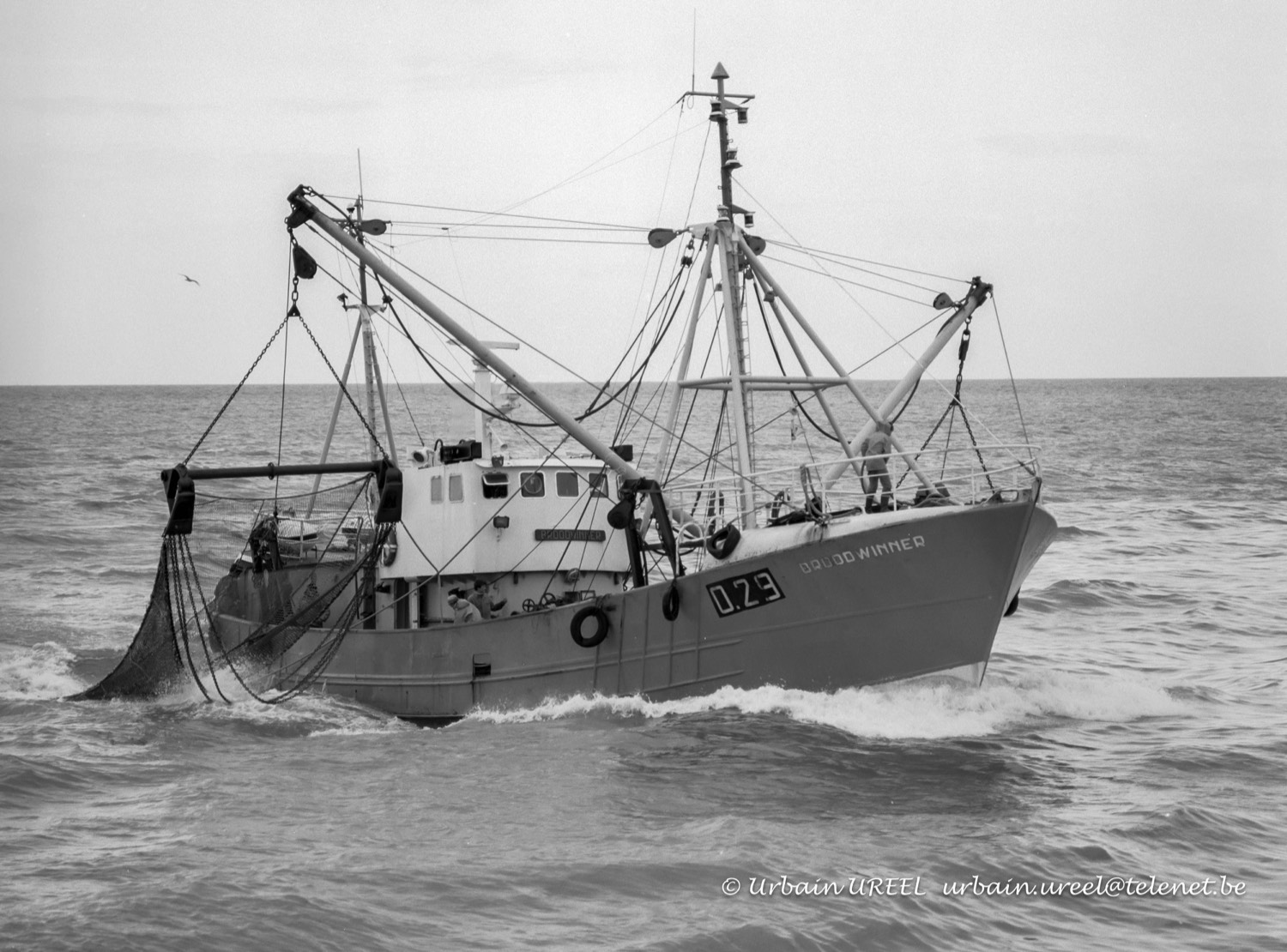 O.29 BROODWINNER (°1967) 16 MAR 1995