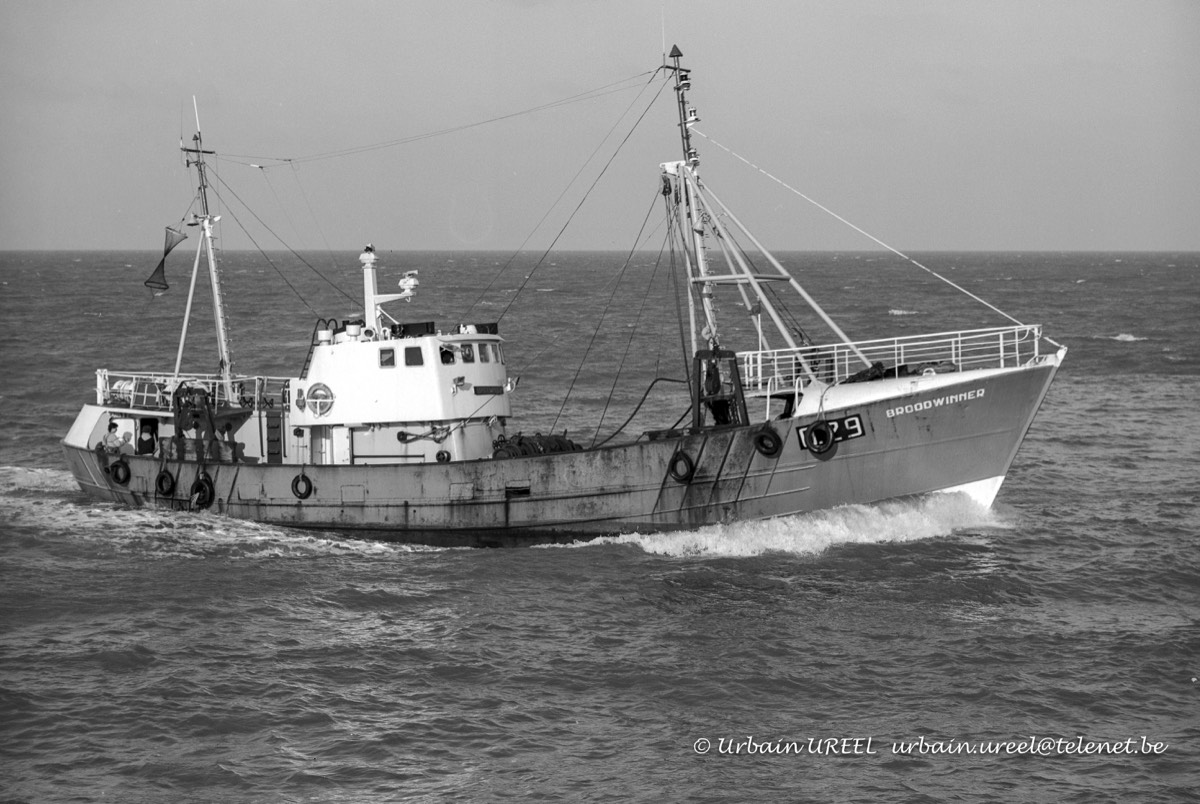 O.29 BROODWINNER  (°1967) 12 MAR 1985