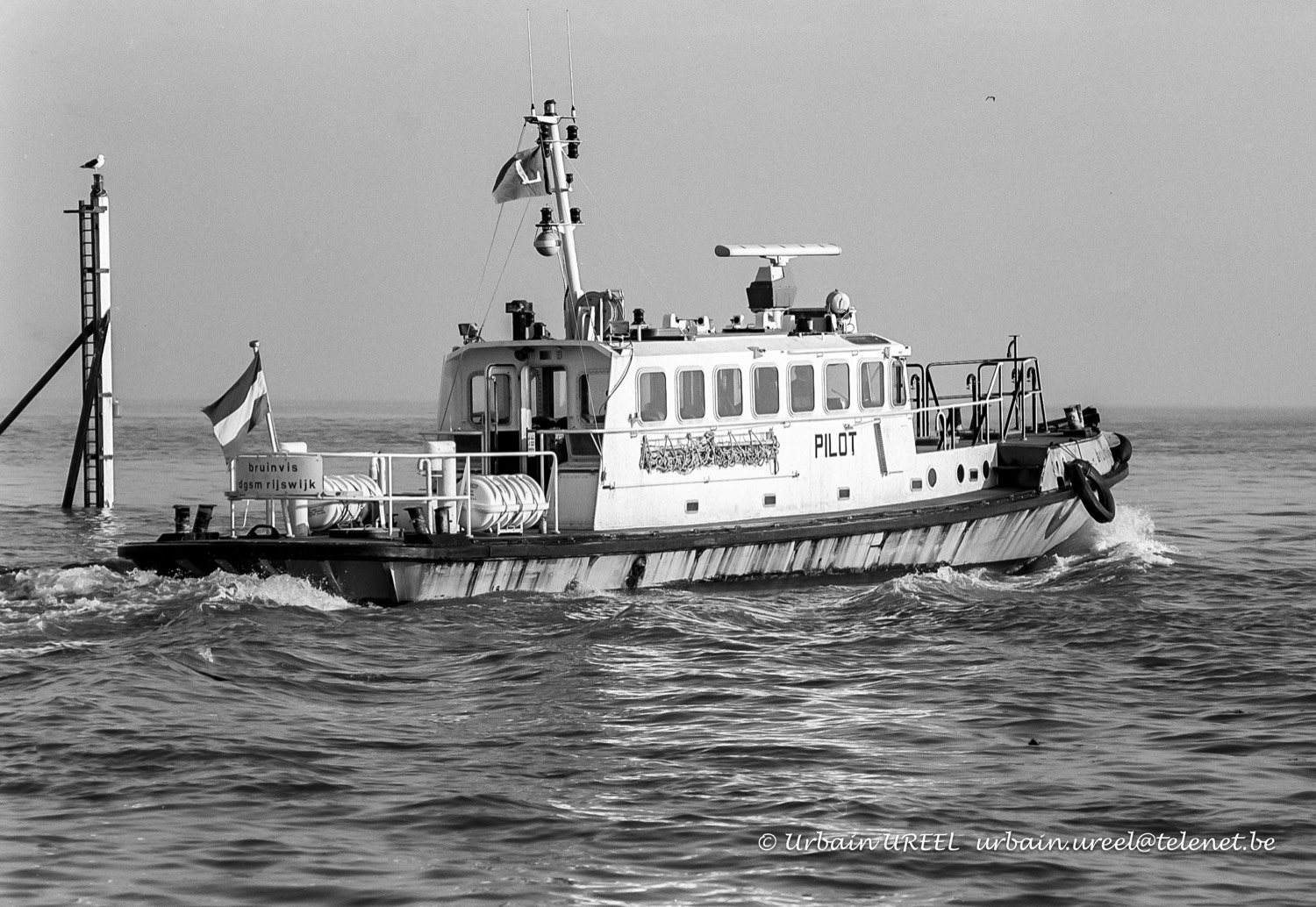 BRUINVIS (°1965) 31 JAN 1987