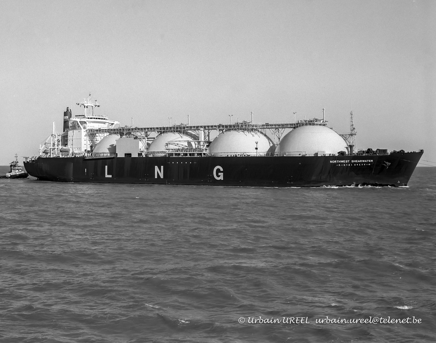 NORTHWEST SHEARWATER (°1991) 23 FEB 1993