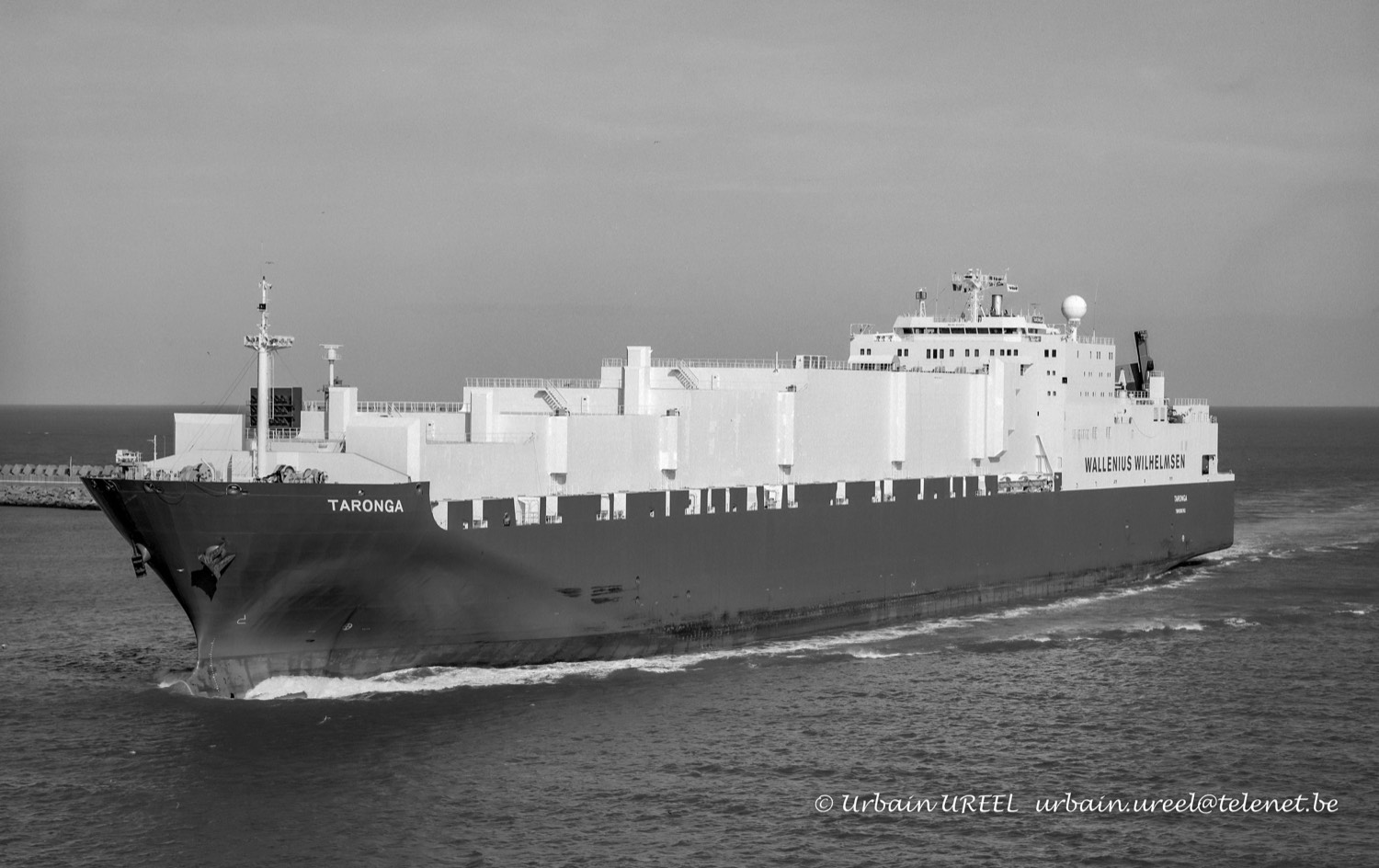 TARONGA (°1996) 2009