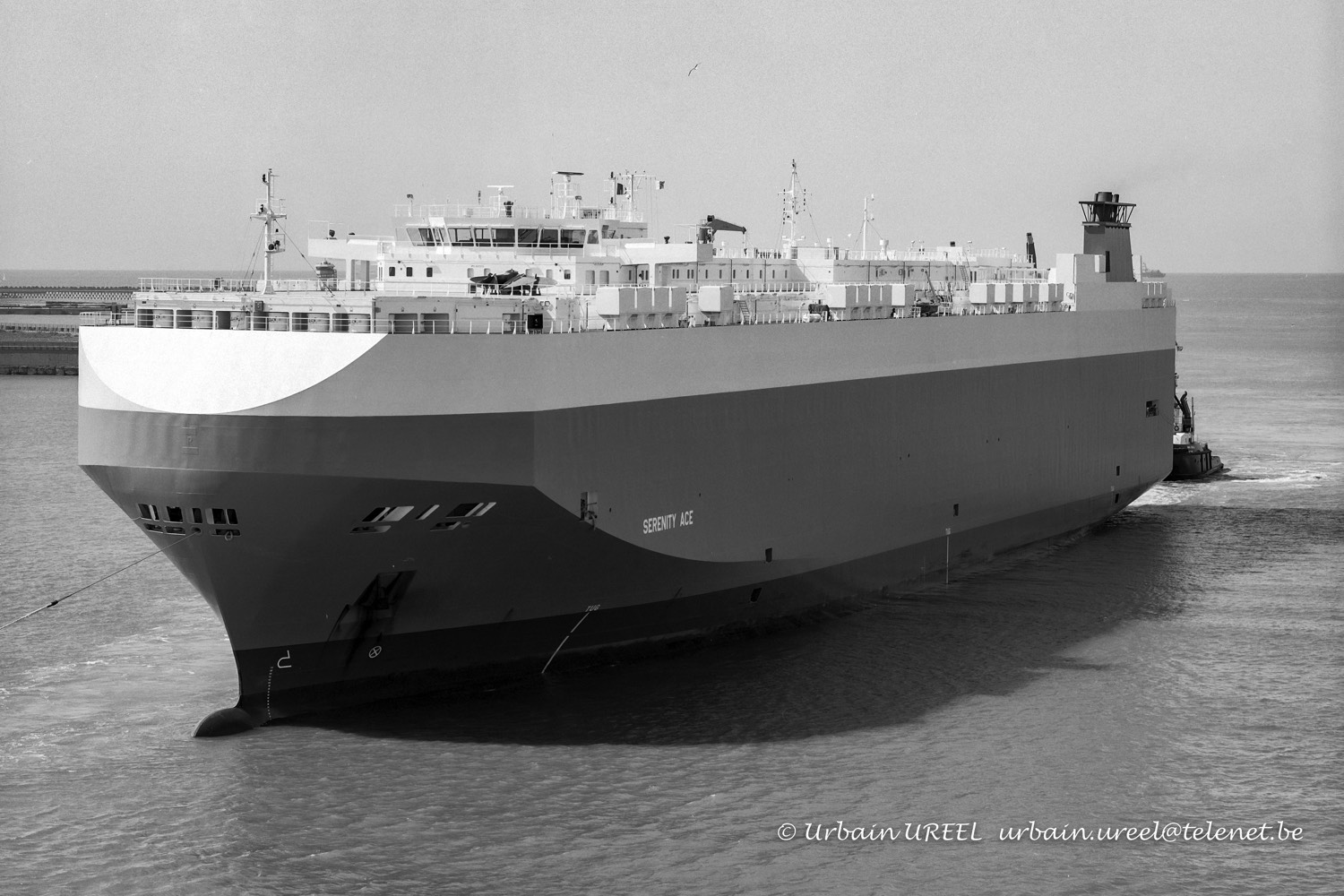 SERENITY ACE (°2008) 2009